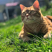 Bubba is registered to the contest to win money with this photo: alert, animal, cat, closeup, daylight, domestic_animal, ears, feline, fur, grass, greenery, mammal, nature, orange_tabby, outdoor, pet, portrait, relaxed, sunlight, whiskers