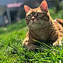 alert, animal, cat, closeup, daylight, domestic_animal, ears, feline, fur, grass, greenery, mammal, nature, orange_tabby, outdoor, pet, portrait, relaxed, sunlight, whiskers