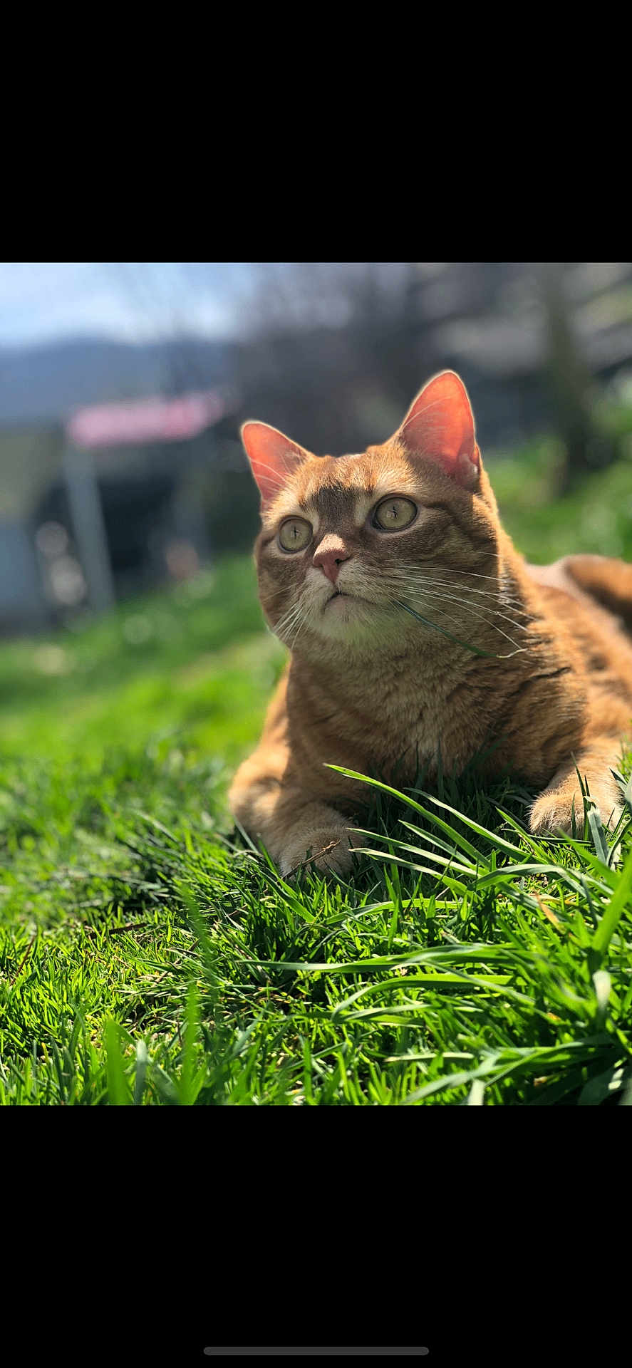 Bubba