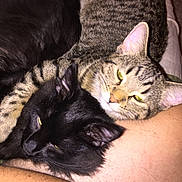 Matallica is registered to the contest to win money with this photo: animal_portrait, black_cat, black_fur, cats, close_up, cozy, cuddling, feline, fur, green_eyes, human_leg, indoor, lap, pet, relaxed, sleeping, striped, tabby_cat, two_cats, whiskers