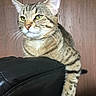 Matallica joined the competition — help win amazing prizes! animal, black_surface, cat, close_up, ears, feline, green_eyes, indoor, lounging, paws, pet, photography, portrait, serious_expression, short_hair, sitting, striped_fur, tabby_cat, whiskers, wood_paneling