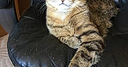 Matallica is registered to the contest to win money with this photo: animal, black_chair, carpet, cat, ears, feline, green_eyes, home, indoor, leather, lying_down, paw, pet, portrait, relaxed, sitting, striped_fur, tabby_cat, tail, whiskers