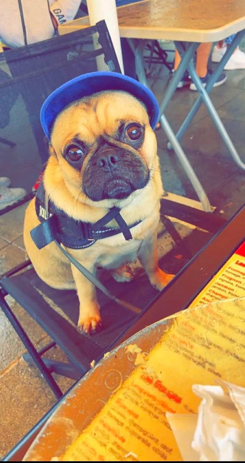 Bou participe au concours pour gagner de l'argent avec cette photo : ancient_dog_breeds, canidae, carnivore, chair, companion_dog, dog, dog_breed, fawn, flooring, non_sporting_group, pug, snout, sporting_group, terrestrial_animal, toy_dog, working_animal, wrinkle