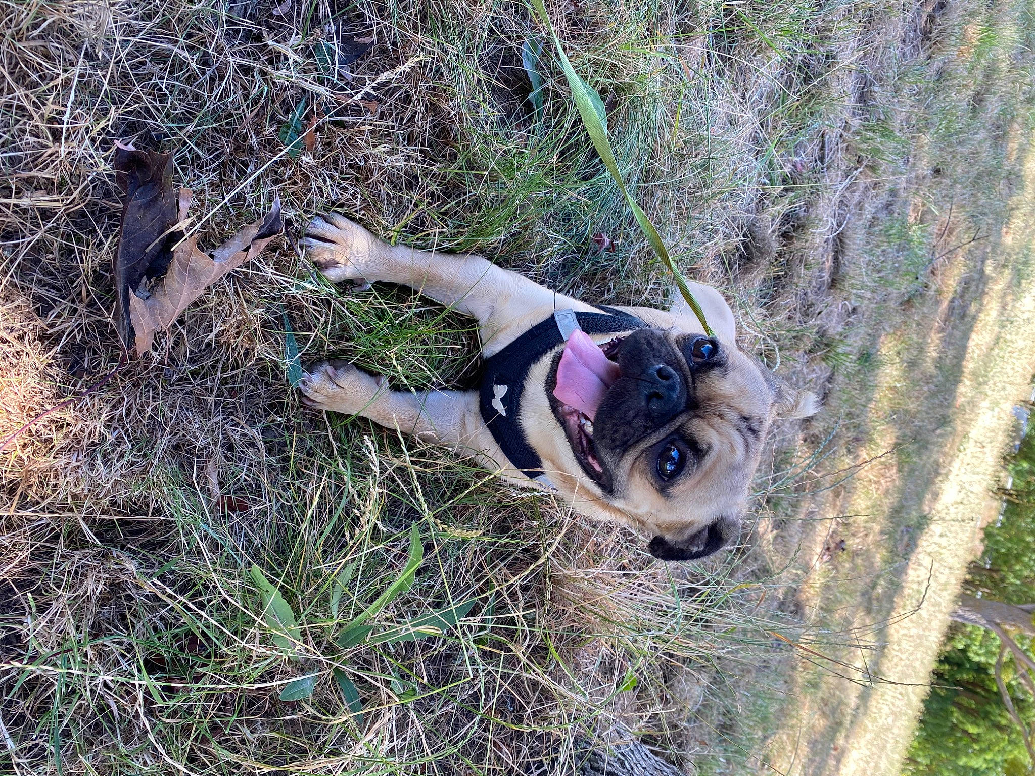 Bou participe au concours pour gagner de l'argent avec cette photo : canidae, carnivore, companion_dog, dog, dog_breed, dog_collar, dog_supply, fawn, grass, leash, pet_supply, plant, recreation, soil, sporting_group, sunglasses, tree, wildlife, wood, working_animal