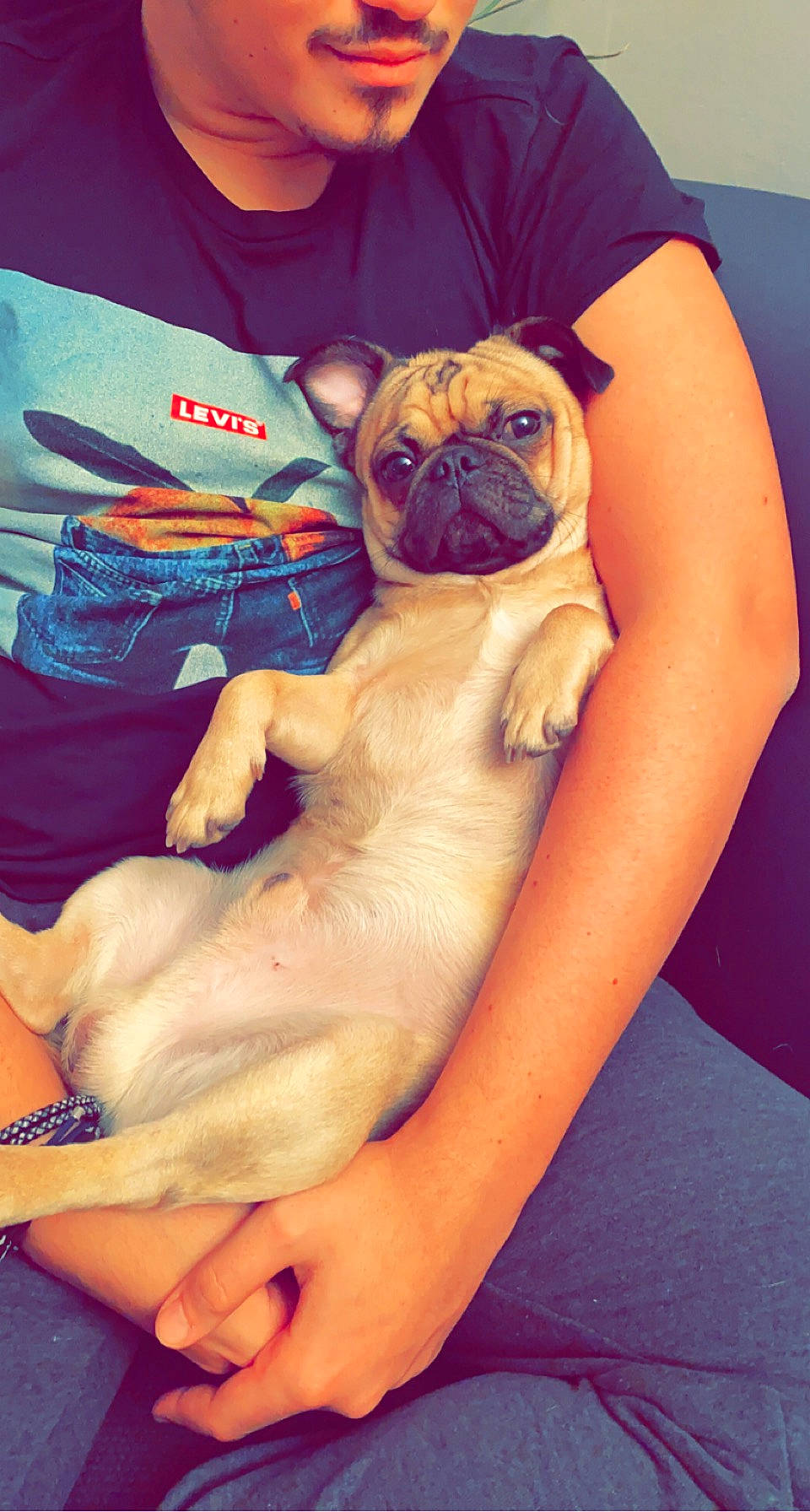 Bou a rejoint le concours — aidez-le/la à gagner de superbes lots ! abdomen, carnivore, comfort, companion_dog, dog, dog_breed, elbow, fawn, finger, gesture, human_leg, nail, pug, snout, sporting_group, toy_dog, trunk, working_animal, wrinkle, wrist