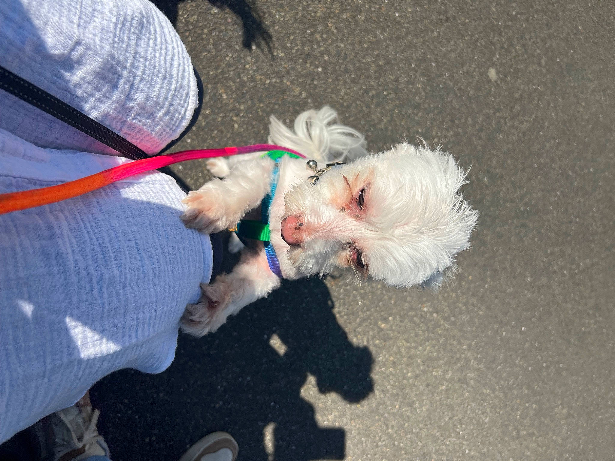 Hindia a rejoint le concours — aidez-le/la à gagner de superbes lots ! asphalt, carnivore, cockapoo, collar, companion_dog, dog, dog_breed, dog_clothes, dog_collar, dog_supply, dog_walking, fur, grass, leash, pet_supply, road_surface, small_terrier, tail, terrier, toy_dog