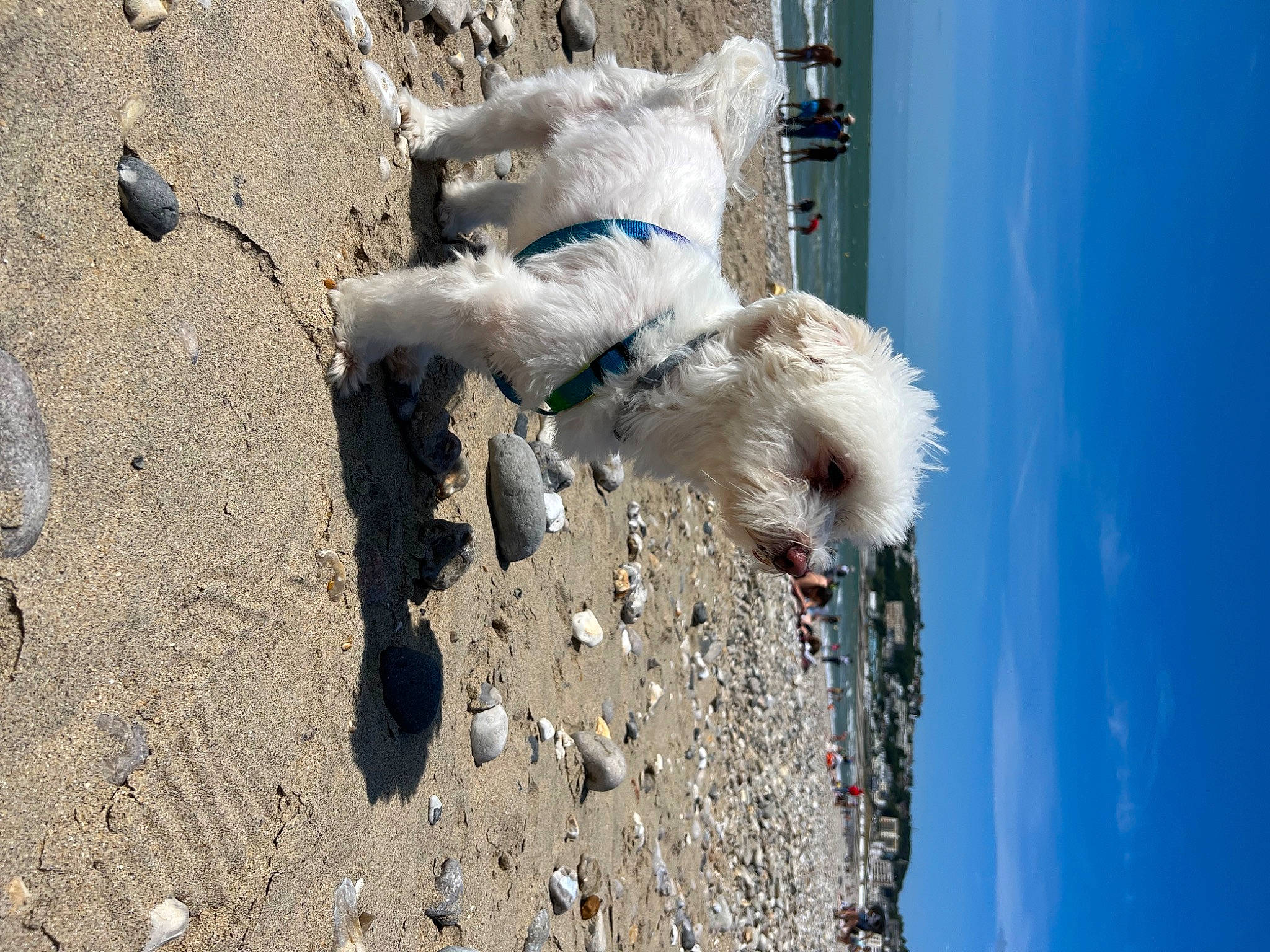 Hindia a rejoint le concours — aidez-le/la à gagner de superbes lots ! asphalt, azure, canidae, carnivore, companion_dog, dog, dog_breed, fashion_accessory, fawn, fur, leash, road_surface, shadow, sky, snout, soil, sporting_group, tail, terrier, winter