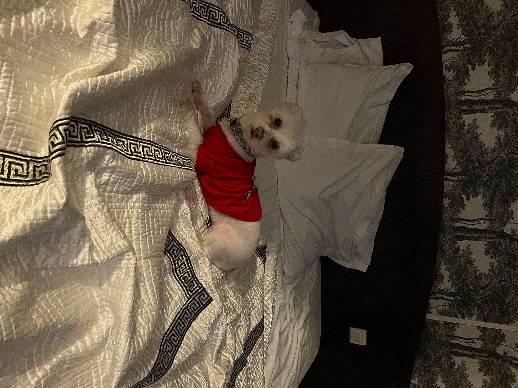 Hindia a rejoint le concours — aidez-le/la à gagner de superbes lots ! canidae, carnivore, comfort, companion_dog, dog, dog_breed, dog_clothes, dog_supply, fawn, fur, grey, linens, monochrome, monochrome_photography, pattern, sleeve, sporting_group, textile, toy_dog, working_animal