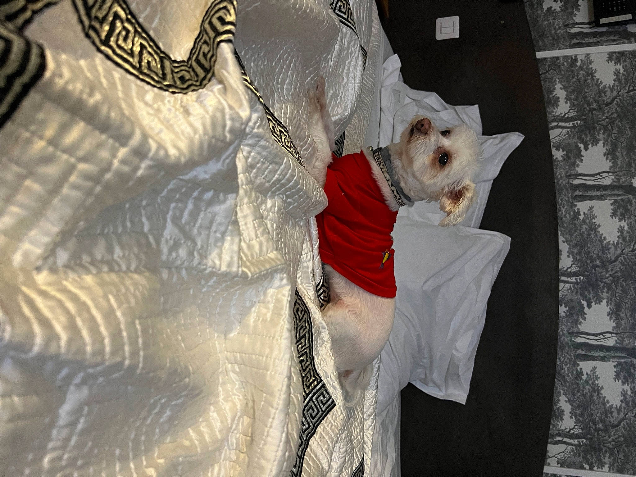 Hindia a rejoint le concours — aidez-le/la à gagner de superbes lots ! carnivore, companion_dog, dog, dress, event, fashion_accessory, fashion_design, fawn, feather, felidae, fur, hat, jewellery, pattern, sleeve, small_to_medium_sized_cats, sunglasses, tail, textile, tree