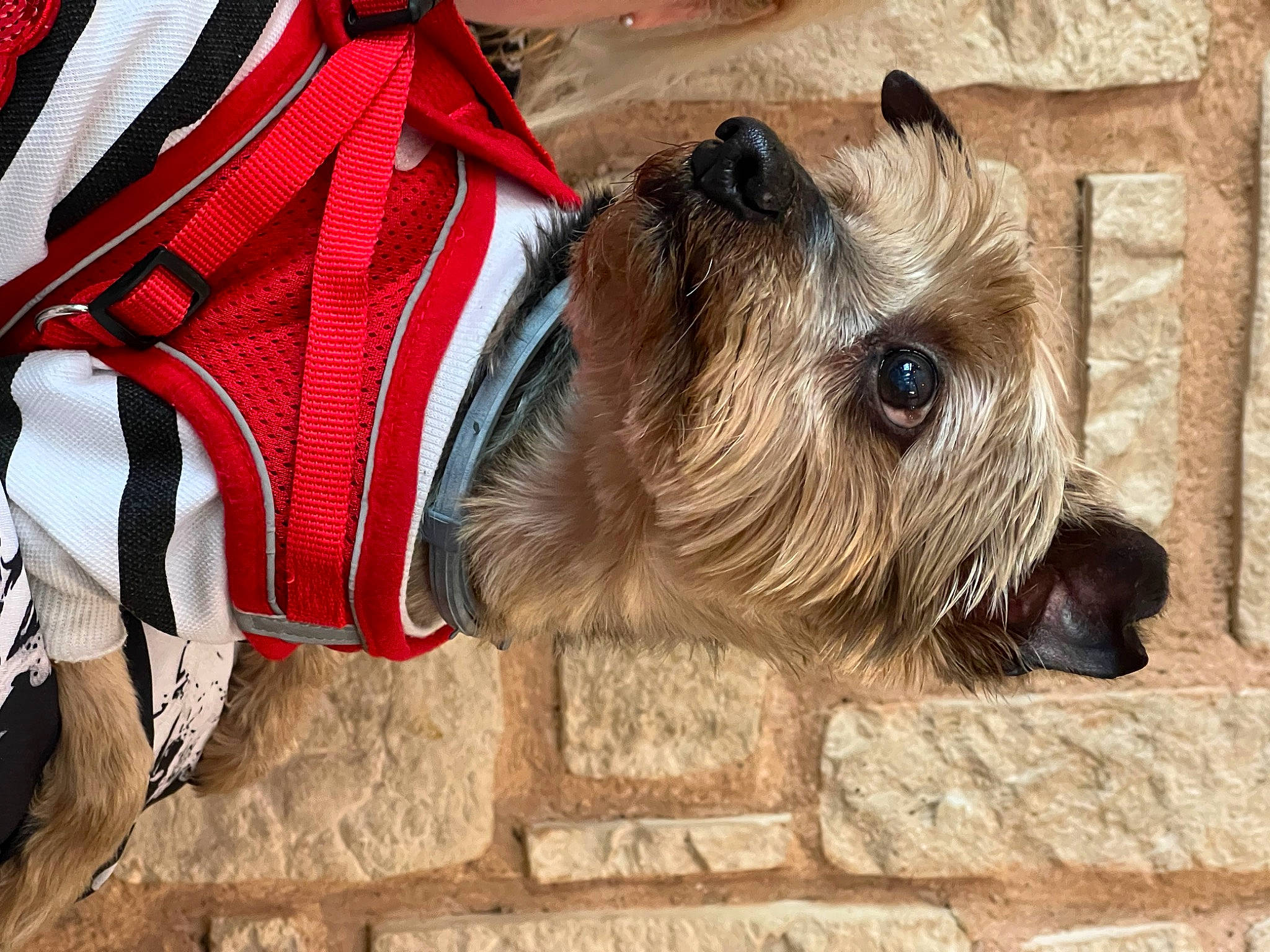 Bouguerra a rejoint le concours — aidez-le/la à gagner de superbes lots ! canidae, carmine, carnivore, collar, companion_dog, dog, dog_breed, dog_clothes, dog_supply, fashion_accessory, fawn, fur, pet_supply, small_terrier, snout, sporting_group, standard_schnauzer, terrier, toy_dog, working_animal