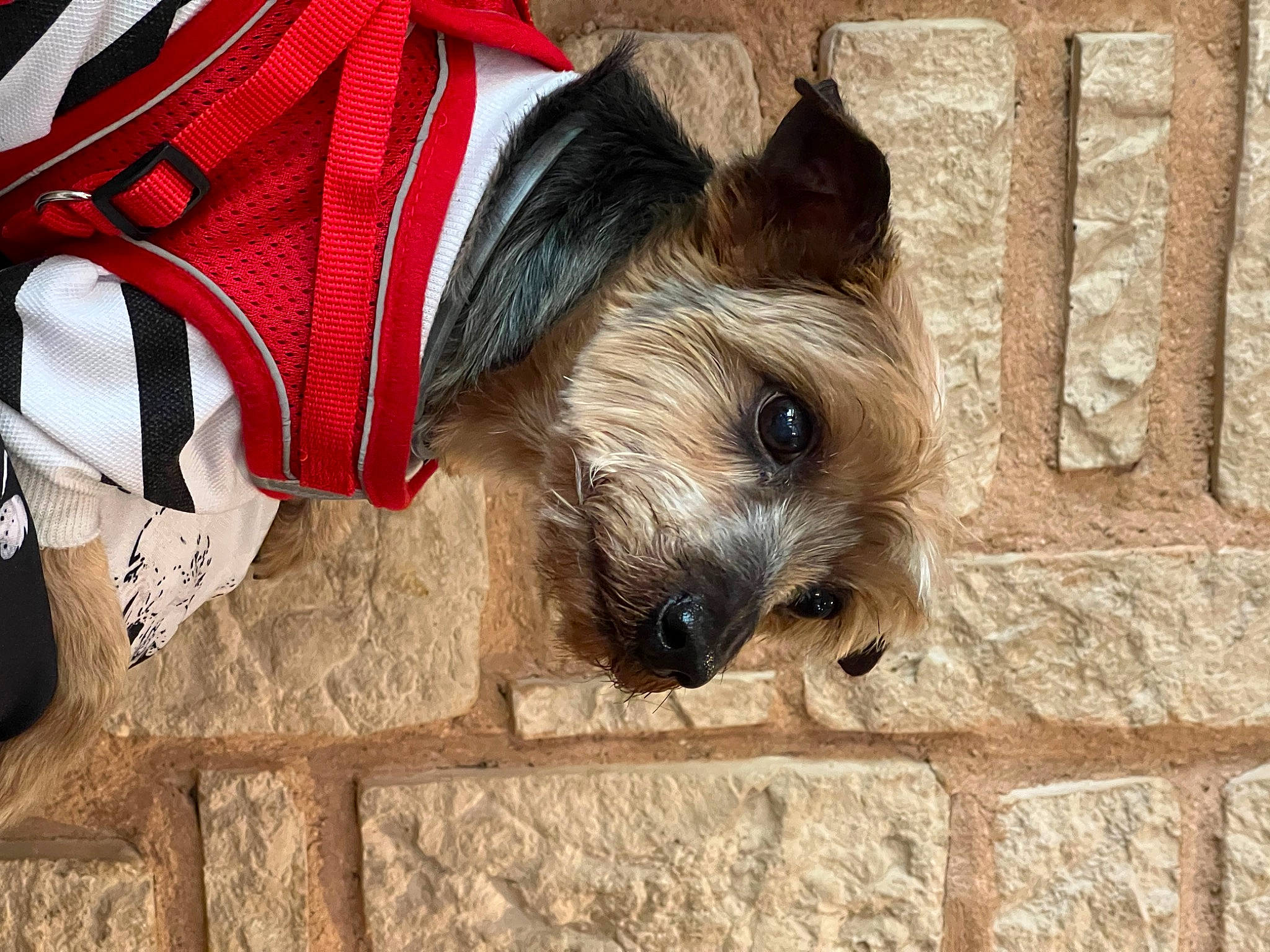 Bouguerra participe au concours pour gagner de l'argent avec cette photo : brick, canidae, carnivore, collar, companion_dog, dog, dog_breed, dog_clothes, dog_supply, fawn, flooring, fur, pet_supply, small_terrier, snout, sporting_group, terrier, toy_dog, wood, working_animal