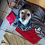 Django a rejoint le concours — aidez-le/la à gagner de superbes lots ! dog, pet, indoor, blanket, toy, floor, hoodie, looking_up, cute, canine, tile_floor, rope_toy, tennis_ball, fabric, comfort, companion, animal, fur, small_dog, domestic