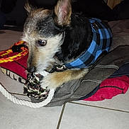Django participe au concours pour gagner de l'argent avec cette photo : dog, small_dog, pet, toy, rope_toy, blue_jacket, checkered_jacket, blanket, tile_floor, indoor, animal, chewing, paw, fur, ears, cute, focused, playing, cozy, companion