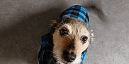 Django participe au concours pour gagner de l'argent avec cette photo : dog, pet, small_dog, coat, blue_jacket, looking_up, floor, indoor, cute, fur, tail_wagging, brown_eyes, animal, companion, canine, adorable, portrait, furry, friendly, domestic_animal
