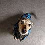 dog, pet, small_dog, coat, blue_jacket, looking_up, floor, indoor, cute, fur, tail_wagging, brown_eyes, animal, companion, canine, adorable, portrait, furry, friendly, domestic_animal