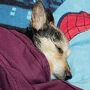Django participe au concours pour gagner de l'argent avec cette photo : animal, blanket, closeup, comfort, cozy, dog, ears, face, fur, indoor, napping, nose, pet, pillow, relaxing, resting, sleeping, snuggled, soft, warm