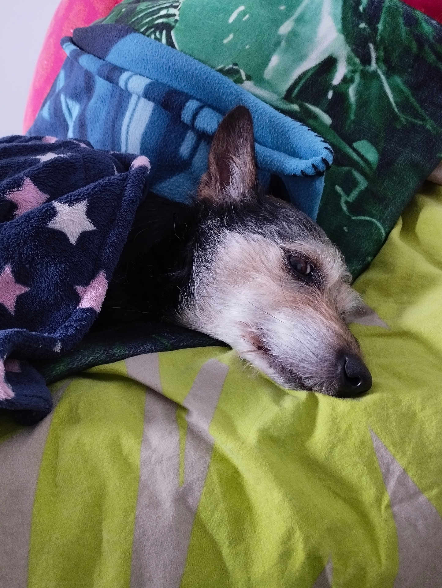 Django participe au concours pour gagner de l'argent avec cette photo : dog, blanket, bed, resting, cozy, sleepy, fur, ear, snout, indoor, comfort, pillow, green, blue, pattern, animal, pet, cute, relaxing, warm