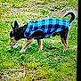 Django a rejoint le concours — aidez-le/la à gagner de superbes lots ! dog, pet, grass, outdoor, canine, coat, blue, black, small_dog, walking, nature, animal, fur, tail, ears, sniffing, daylight, field, leaves, ground