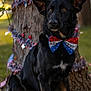 dog, black_dog, bow_tie, patriotic, flag, tree, outdoor, grass, decorations, animal, pet, sitting, celebration, festive, nature, ears, fur, closeup, portrait, holiday