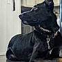 dog, black_dog, lying_down, floor, indoor, pet, canine, collar, leash, closeup, portrait, alert, house, wooden_floor, domestic_animal, fur, side_view, ears_up, calm, animal