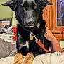 dog, black_dog, tan_paws, pet, indoor, collar, leash, person, hand, window, wooden_frame, sofa, blanket, home_interior, furniture, animal, closeup, portrait, resting, domestic