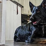 dog, black_dog, indoor, floor, pet, animal, canine, ears, tongue, collar, leash, kitchen, blurred_background, fur, laying_down, alert, portrait, domestic_animal, muzzle, resting