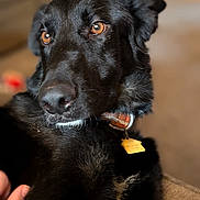 Rocky is registered to the contest to win money with this photo: dog, black_dog, pet, collar, tag, close_up, portrait, brown_eyes, fur, indoor, hand, blurred_background, animal, canine, companion, domestic_animal, looking_away, sitting, cute, cozy