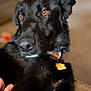 dog, black_dog, pet, collar, tag, close_up, portrait, brown_eyes, fur, indoor, hand, blurred_background, animal, canine, companion, domestic_animal, looking_away, sitting, cute, cozy