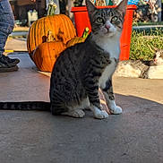 Princess joined the competition — help win amazing prizes! cat, pumpkin, outdoor, concrete, grass, sunlight, child, jeans, shoes, orange_bucket, fall, pet, animal, tabby_cat, relaxing, shadow, daylight, nature, curious, casual