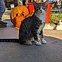 cat, pumpkin, outdoor, concrete, grass, sunlight, child, jeans, shoes, orange_bucket, fall, pet, animal, tabby_cat, relaxing, shadow, daylight, nature, curious, casual