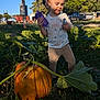 child, daylight, farm, grass, greenery, leaf, nature, outdoor, pants, person, pumpkin, pumpkin_patch, rural, shirt, sippy_cup, sunlight, toddler, toy, trees, truck