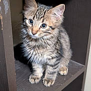 Eli joined the competition — help win amazing prizes! kitten, cat, tabby, fur, whiskers, sitting, wooden_shelf, curious, cute, pet, animal, indoor, feline, small, adorable, young, portrait, closeup, brown, striped