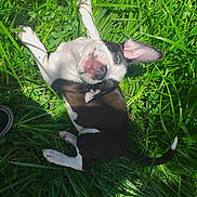 Samira joined the competition — help win amazing prizes! dog, grass, outdoor, playful, black_and_white, pet, animal, sunlight, ear, happy, canine, nature, lying_down, green, summer, paw, tongue, cute, fun, shadow
