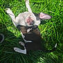dog, grass, outdoor, playful, black_and_white, pet, animal, sunlight, ear, happy, canine, nature, lying_down, green, summer, paw, tongue, cute, fun, shadow
