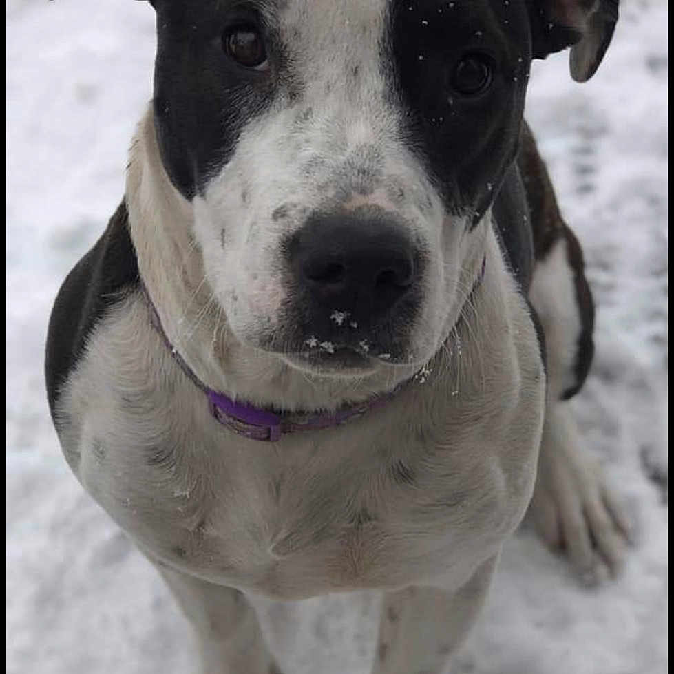 Samira joined the competition — help win amazing prizes! animal, background_blur, black_and_white, canine, closeup, collar, cute, dog, eyes, face, fur, nose, outdoor, paw, pet, portrait, sitting, snow, snowflake, winter