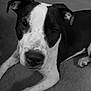 dog, pet, animal, black_and_white, carpet, lying_down, domestic_animal, canine, portrait, closeup, indoor, looking_at_camera, ears, snout, paw, fur, face, whiskers, expression, young_dog