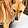 Shiloh