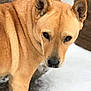 Shiloh is registered to the contest to win money with this photo: dog, tan, close_up, snow, outdoor, animal, fur, ears, face, pet, looking_away, winter, canine, nature, portrait, muzzle, alert, snowflakes, background_blur, quiet