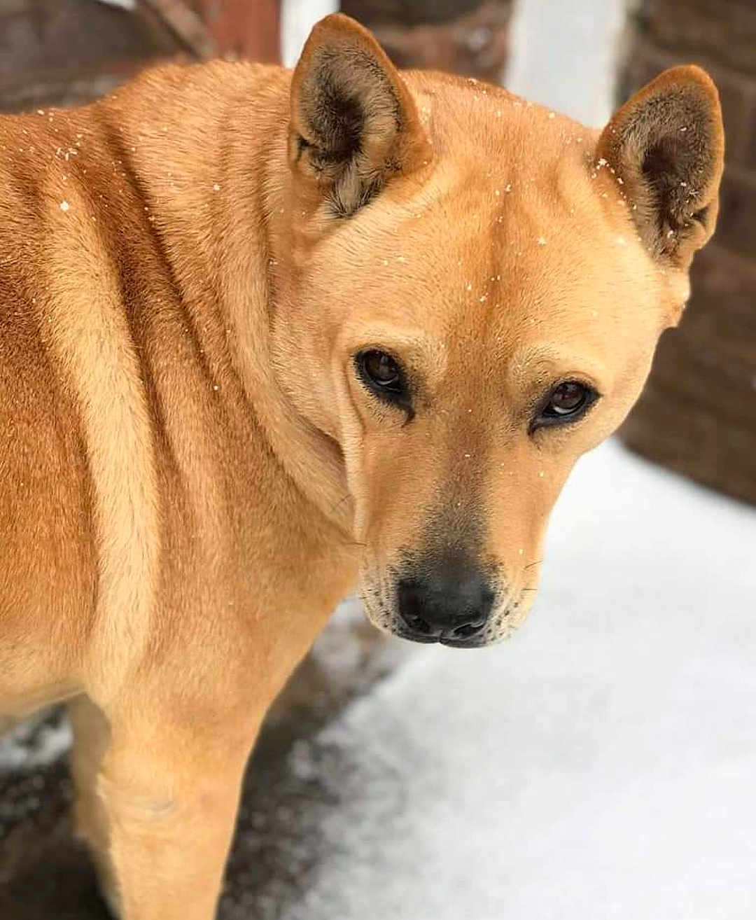 Shiloh is registered to the contest to win money with this photo: dog, tan, close_up, snow, outdoor, animal, fur, ears, face, pet, looking_away, winter, canine, nature, portrait, muzzle, alert, snowflakes, background_blur, quiet