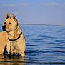 Shiloh is registered to the contest to win money with this photo: dog, water, ocean, sky, outdoor, animal, pet, standing, collar, leash, daytime, nature, canine, blue, fur, calm, waves, shore, summer, alert