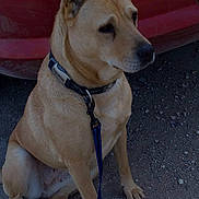 Shiloh joined the competition — help win amazing prizes! dog, leash, collar, sitting, tan, outdoor, gravel, vehicle, red, pet, canine, ears_up, side_view, animal, quiet, calm, fur, muzzle, paw, ground