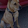 dog, leash, collar, sitting, tan, outdoor, gravel, vehicle, red, pet, canine, ears_up, side_view, animal, quiet, calm, fur, muzzle, paw, ground