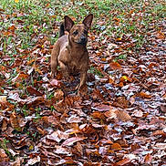 Zoé a rejoint le concours — aidez-le/la à gagner de superbes lots ! animal, autumn, brown_dog, dog, fall, forest, grass, leaf_carpet, leaves, nature, outdoors, path, pet, pointed_ears, portrait, puppy, short_fur, sitting, standing, woodland