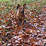 animal, autumn, brown_dog, dog, fall, forest, grass, leaf_carpet, leaves, nature, outdoors, path, pet, pointed_ears, portrait, puppy, short_fur, sitting, standing, woodland