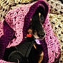 dog, dachshund, pet, blanket, crochet_blanket, knit, cozy, portrait, snoot, collar, red_collar, black_coat, paw, bedding, indoor, texture, close_up, animal, sleepy, fur