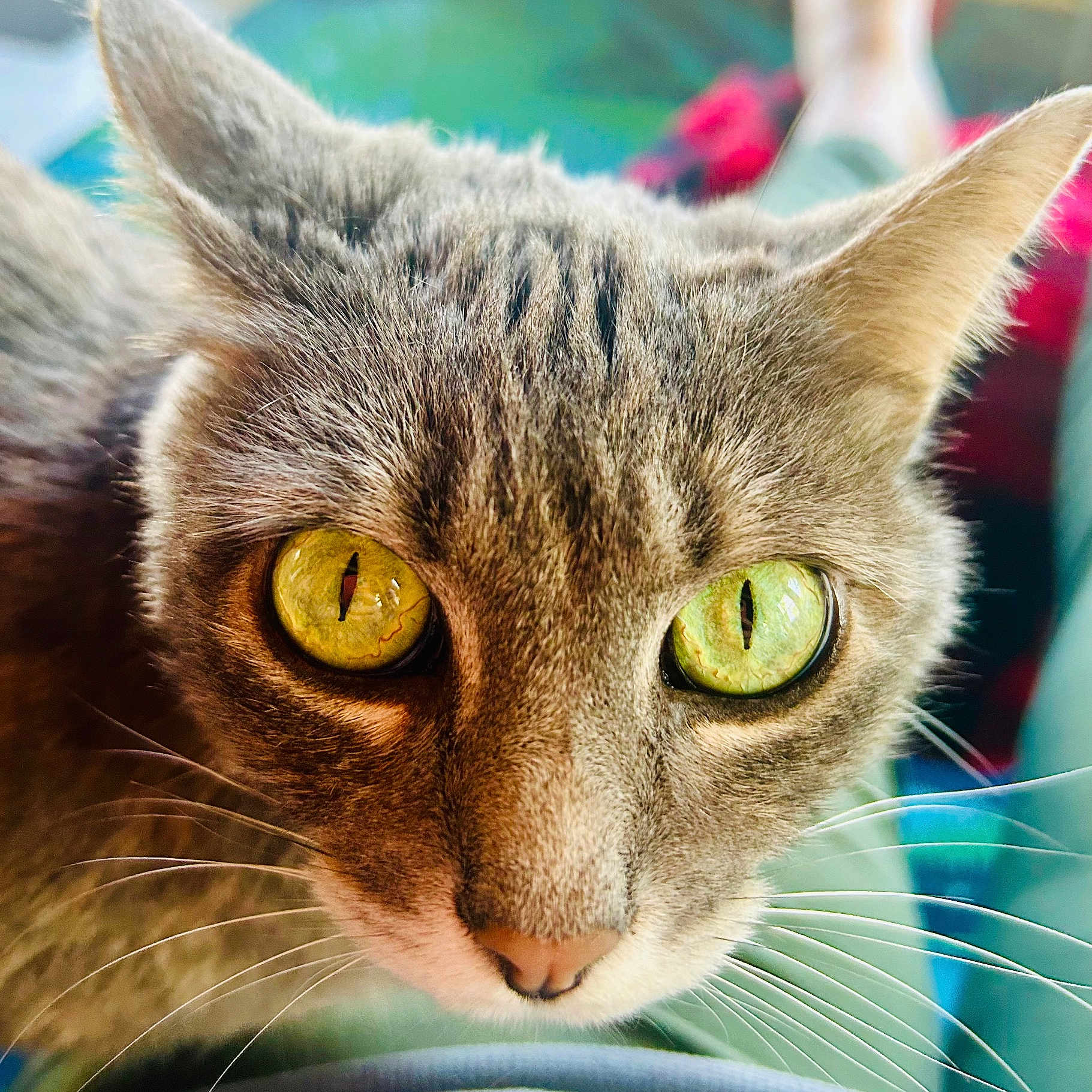 Cringer is registered to the contest to win money with this photo: animal, cat, close_up, curious, cute, domestic_animal, ears, eyes, face, feline, fur, green_eyes, indoor, muzzle, nose, pet, portrait, soft_focus_background, whiskers, yellow_eyes