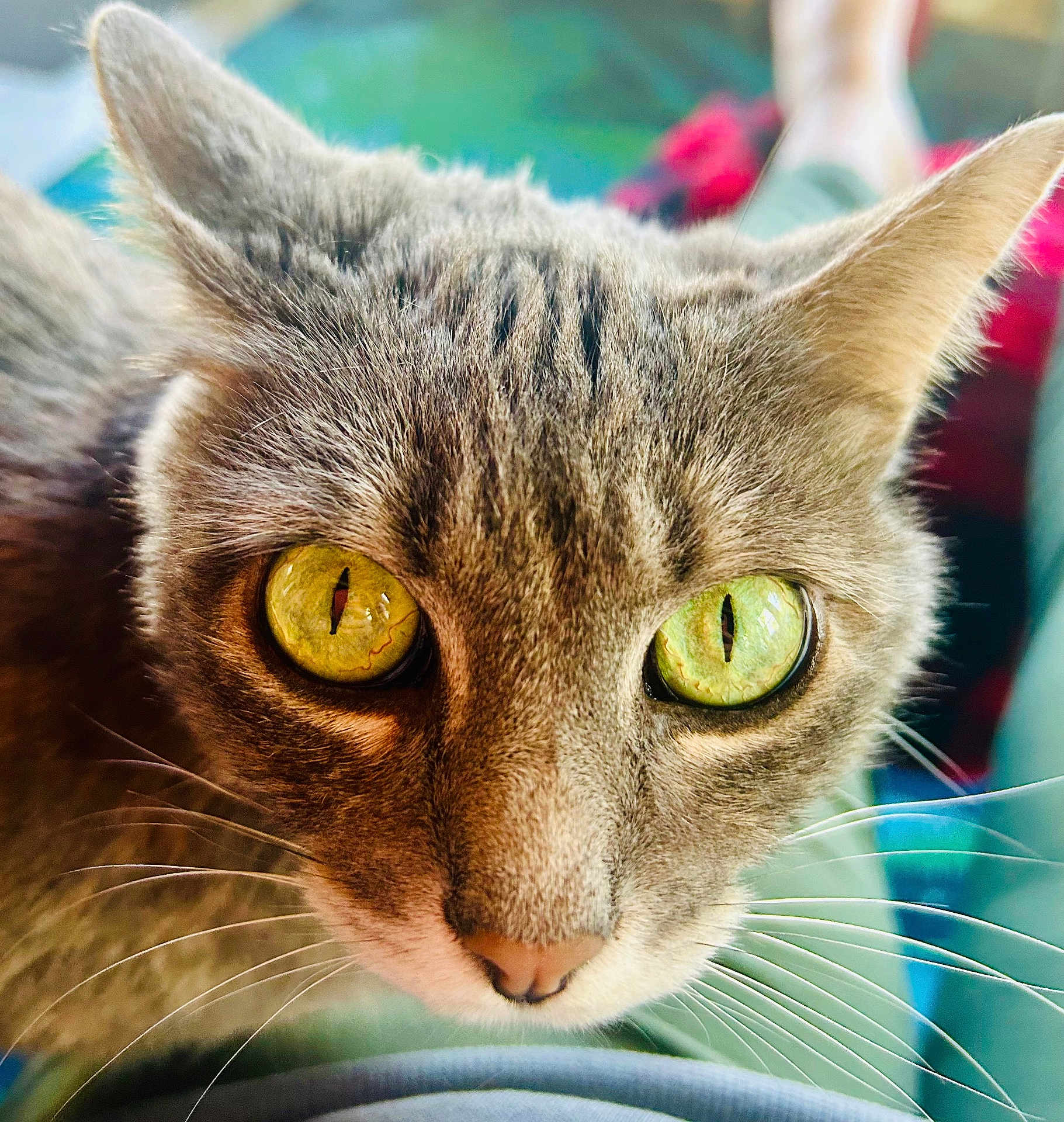 Cringer is registered to the contest to win money with this photo: cat, close_up, yellow_eyes, green_eyes, whiskers, fur, pet, animal, curious, face, portrait, indoor, soft_focus_background, feline, muzzle, ears, nose, eyes, domestic_animal, cute