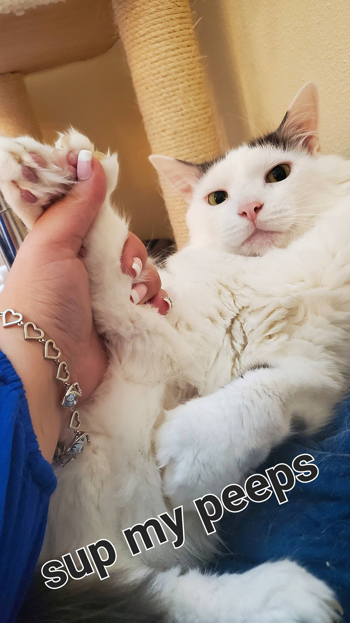 Sam joined the competition — help win amazing prizes! body_jewelry, carnivore, cat, claw, comfort, eyelash, fawn, felidae, foot, fur, gesture, happy, jewellery, nail, paw, photo_caption, small_to_medium_sized_cats, snout, whiskers, wrist