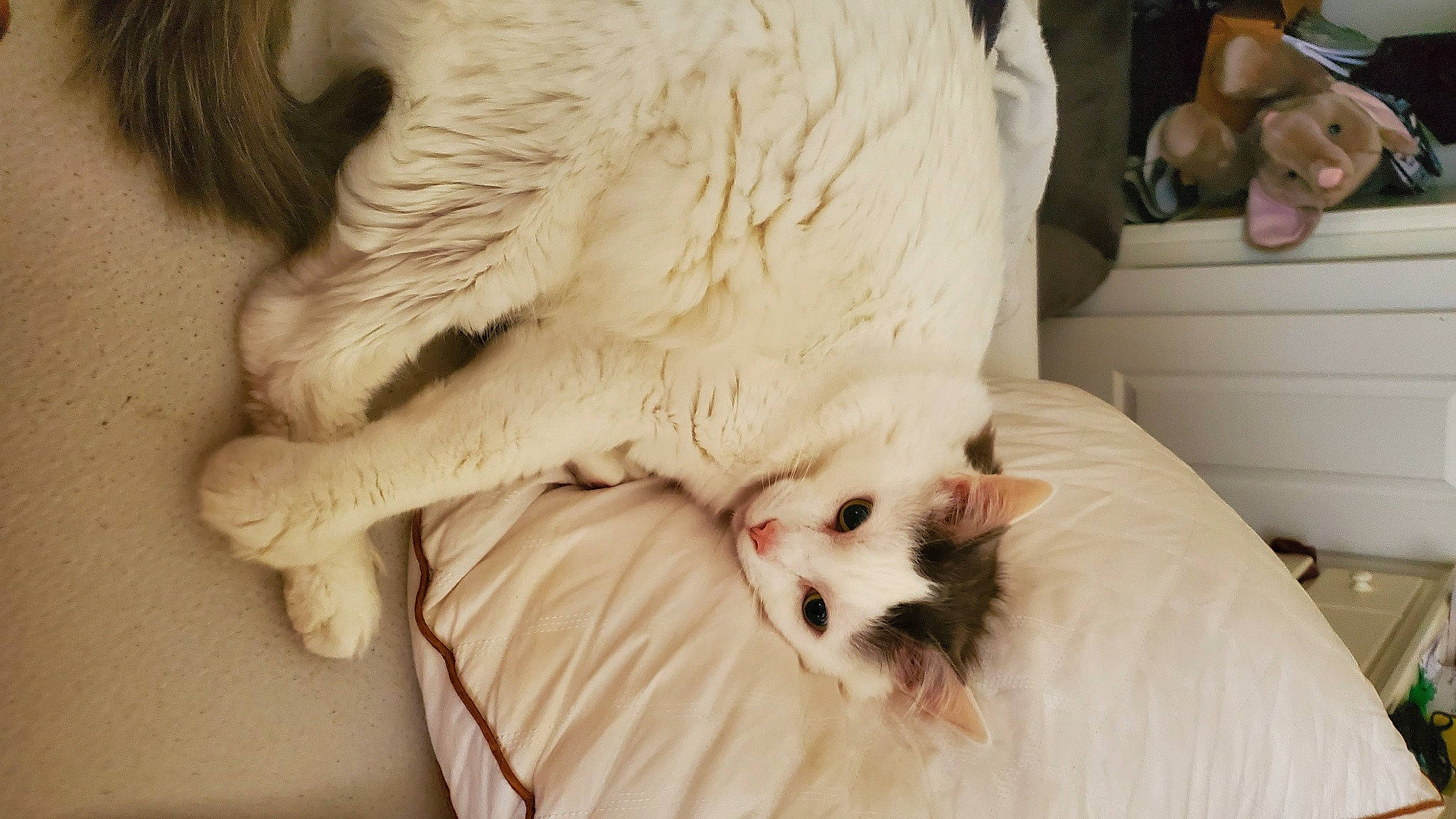 Sam joined the competition — help win amazing prizes! carnivore, cat, claw, comfort, companion_dog, eye, fang, fawn, felidae, foot, fur, gesture, head, nap, paw, small_to_medium_sized_cats, snout, tail, terrestrial_animal, whiskers