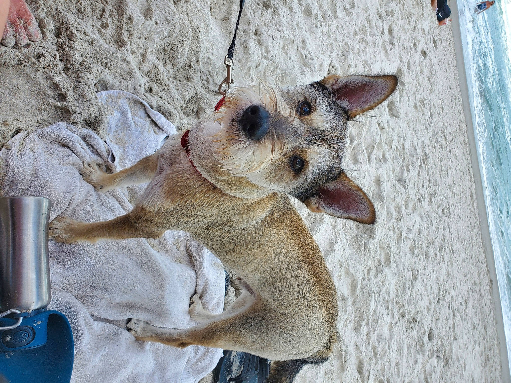 Alex joined the competition — help win amazing prizes! canidae, carnivore, companion_dog, dog, dog_breed, ear, eyewear, fawn, felidae, fur, glasses, snout, sporting_group, sunglasses, tableware, terrestrial_animal, toy_dog, whiskers, wood, working_animal